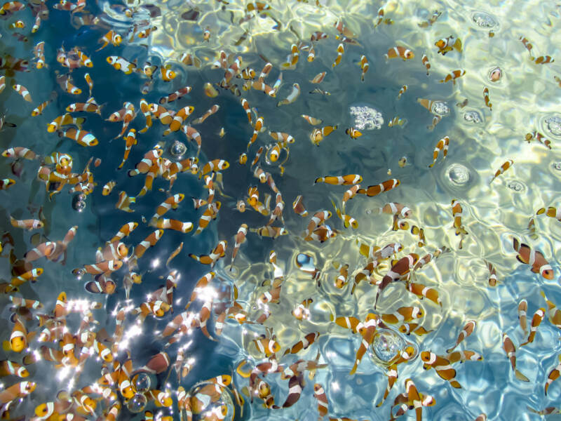 Huge shoal of Percula clownfish swimming together in the sea