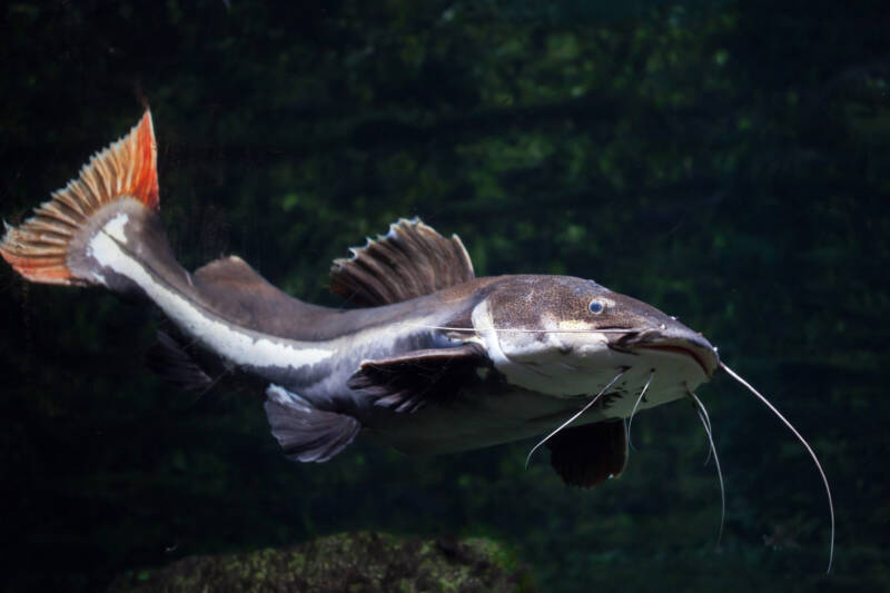 Large Phractocephalus hemioliopterus also known as redtail catfish swimming in a large aquarium