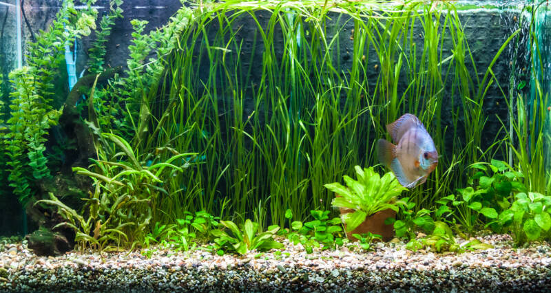 A green beautiful planted tropical freshwater aquarium with colorful tropical fish of the Symphysodon discus fish