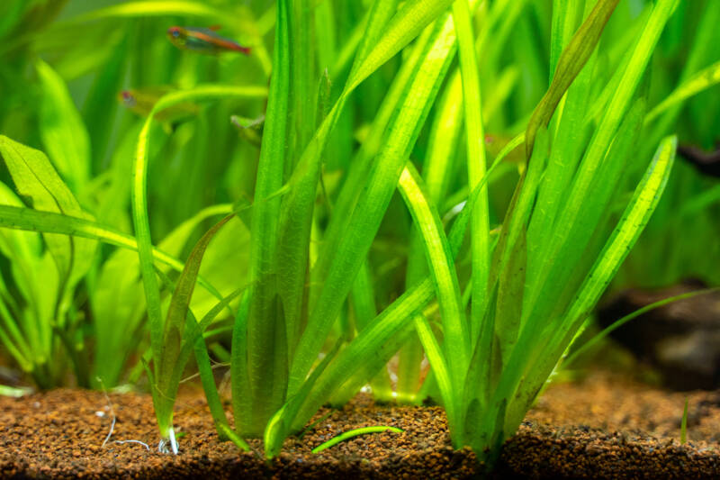 Vallisneria gigantea freshwater aquatic plants in a planted freshwater aquarium. Plants release acids to the aquarium water.