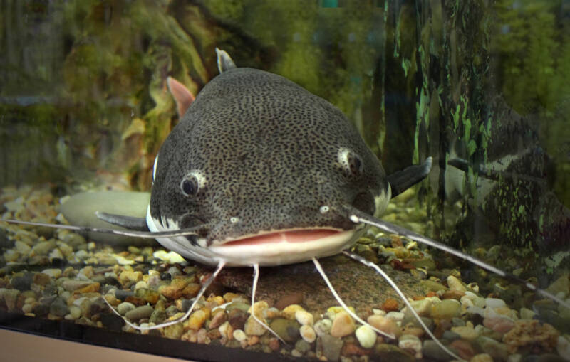 Close-up of Phractocephalus hemioliopterus commonly known as redtail catfish on gravel bottom of aquarium