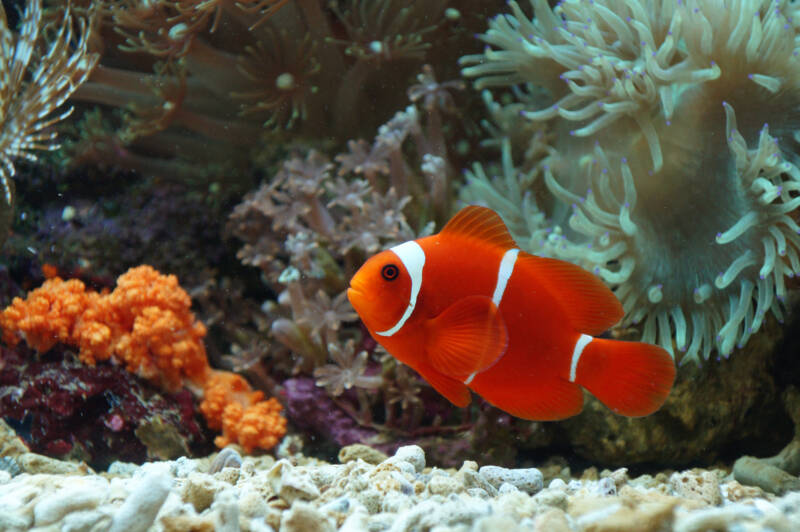 Clownfish Care Guide: Types, Tank Setup, and Anemone Pairing