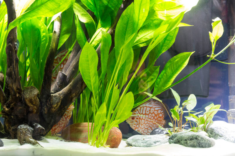 Symphysodon discus in a planted aquarium 