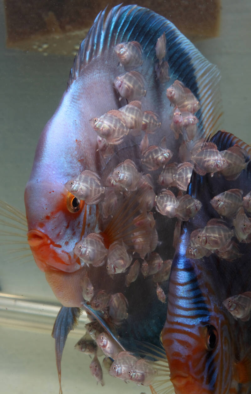 Discus parents with its a bit grown fry in a breeding tank