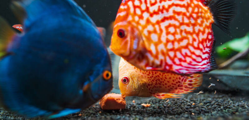 Symphysodon species feedng on beef hearts in an aquarium with a dark substrate