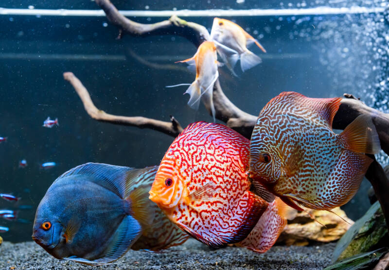 Discus shoal swimming in a community aquarium with some angelfish