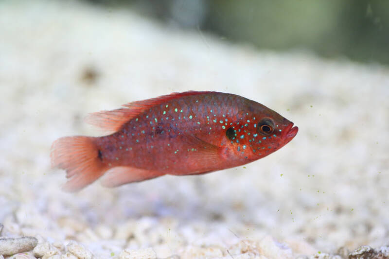 Hemichromis bimaculatus also known as jewel cichlid swimming in aquarium with a white gravel