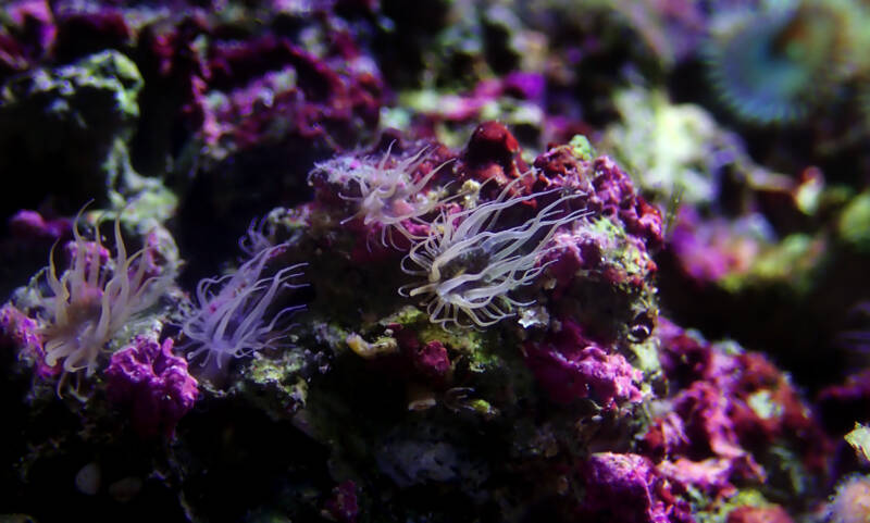 Small colony of Aiptasia pallida also known as aiptasia anemones on a live rock in a reef tank