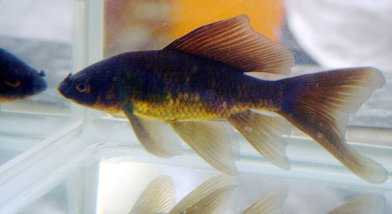 Black comet goldfish swimming in a glass aquarium