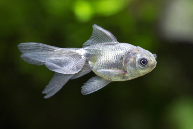 Blue fantail fancy goldfish swimming in a planted aquarium