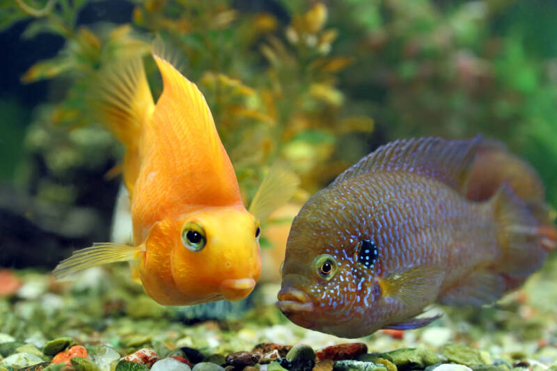 Hemichromis bimaculatus also known as blue jewel cichlid in a blue coloration base swimming in a community aquarium with a parrot cichlid