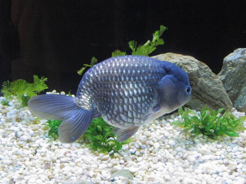 Blu ranchu fancy goldfish swimming in a decorated aquarium with some plants and stones