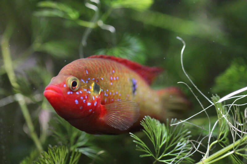 Jewel cichlid female in a planted aquarium