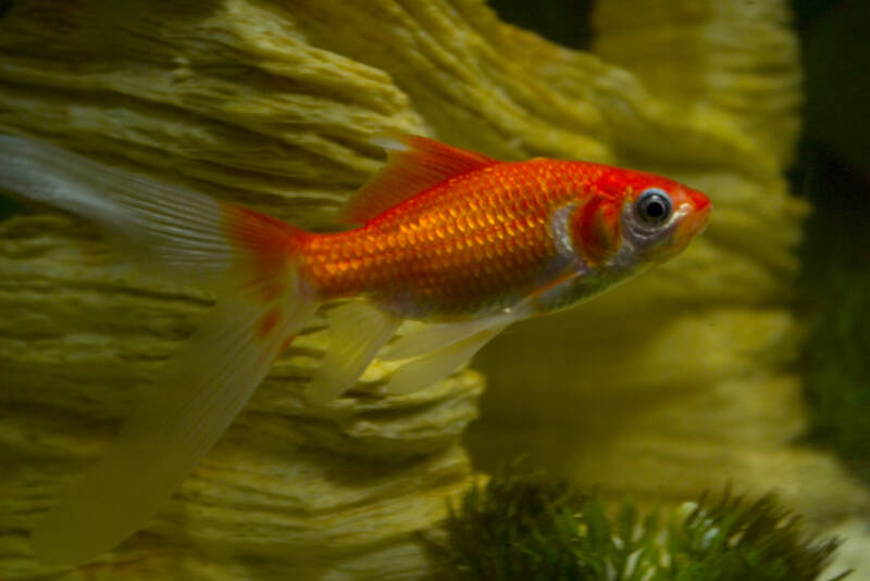 Comet variety of single-tail goldfish swimming in aquarium