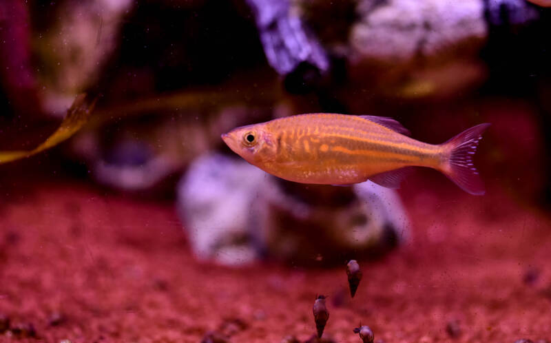 Pregnant female of zebra danio swimming in a decorated aquarium