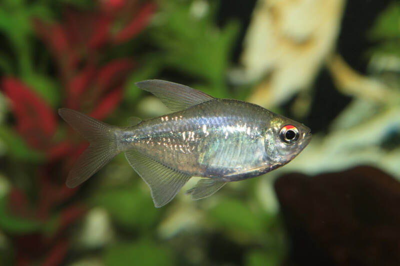 Moenkhausia pittieri also known as diamond tetra swimming in a planted aquarium