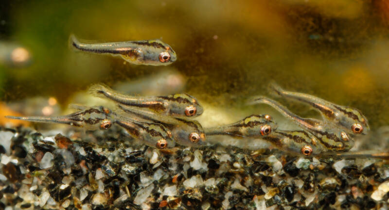 Newly hatched fry of Hemichromis bimaculatus also known as jewel cichlid swimming close to aquarium's bottom