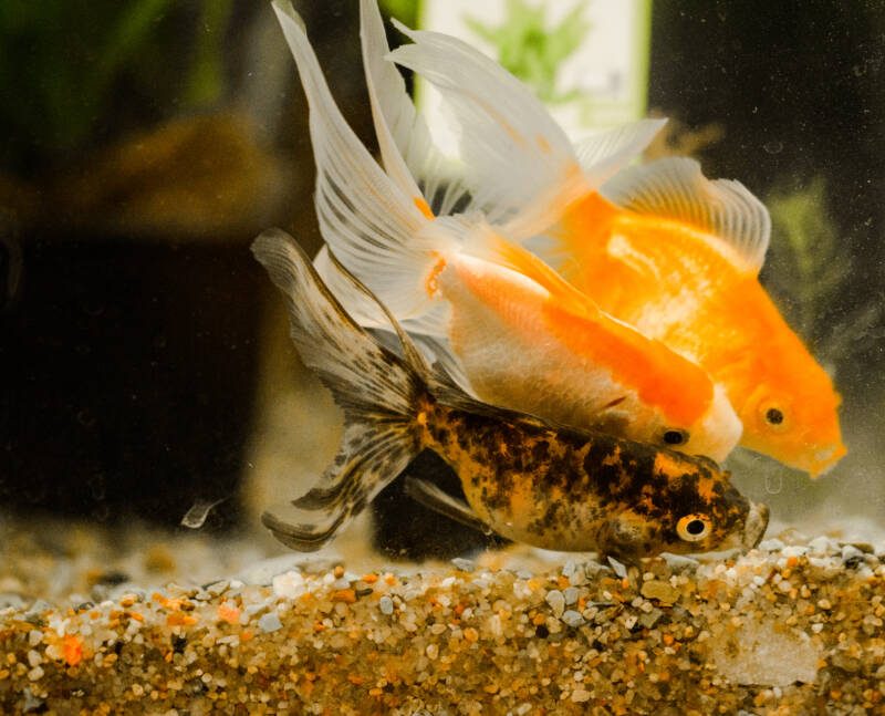 Three goldfish competing for food in aquarium