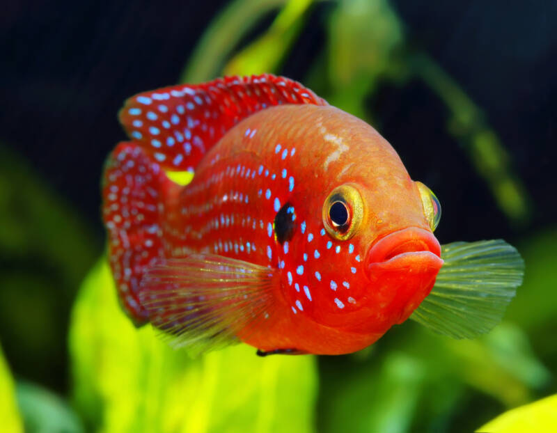 Close up of Hemichromis bimaculatus also known as jewel african cichlid in a planted aquarium