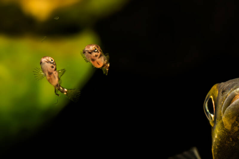 Kribensis Pelvicachromis pulcher young fry eating microworms whlie female watching