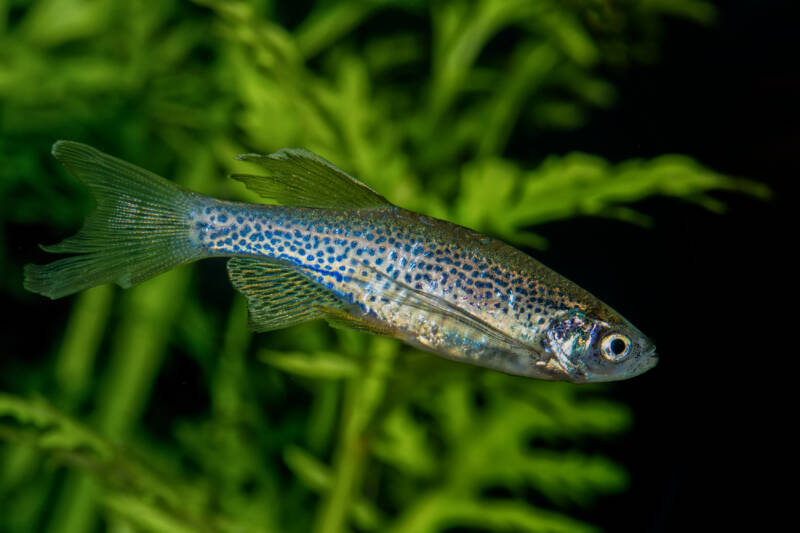 Leopard variation of zebrafish is swimming in a planted aquarium