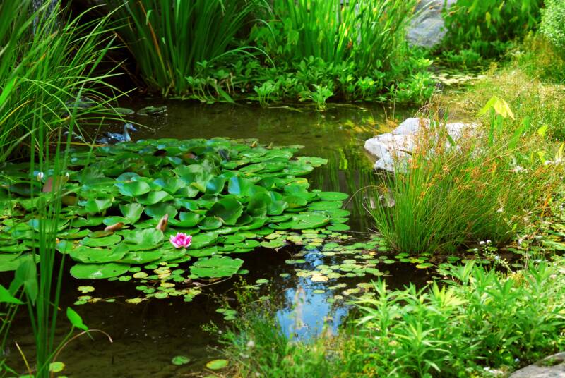 Ponds with water lilies and other rooted plants growing farther away from the shoreline