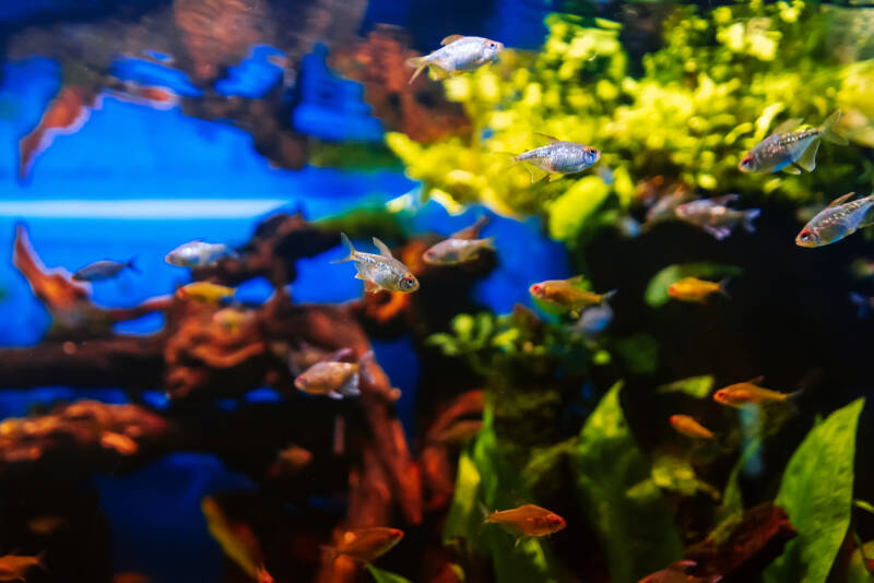 Colorful Moenkhausia pittieri also known as diamond tetras swimming in a planted aquarium with driftwood