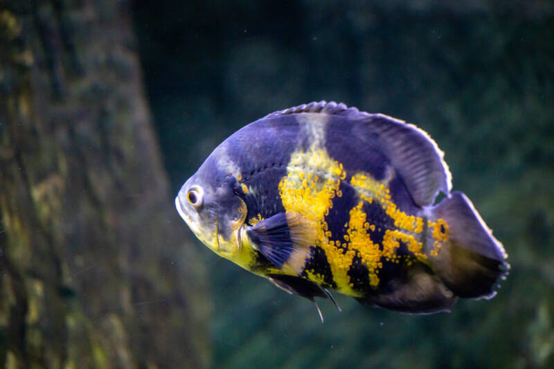 Astronotus ocellatus also known as Oscar fish swimming calmly in a freshwater aquarium