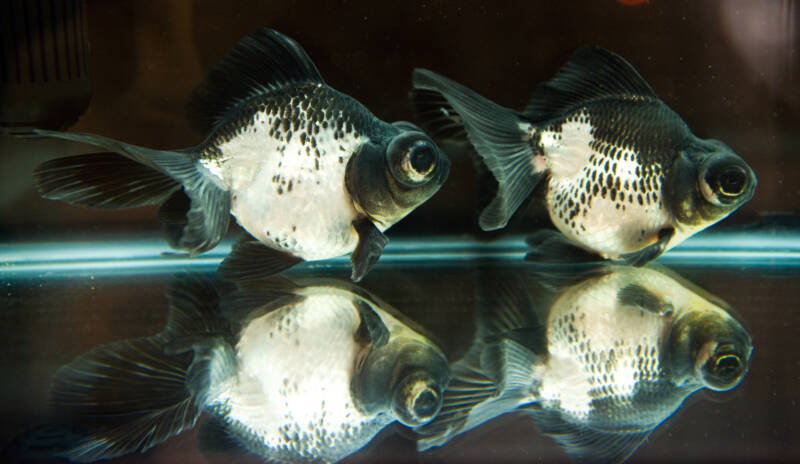 Pair of Panda moor goldfish swimming in a small glass aquarium