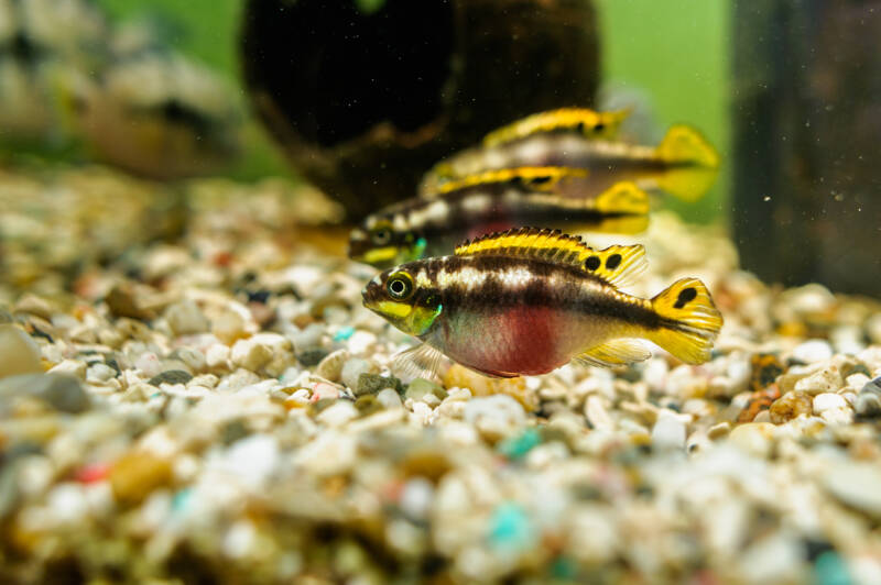 Three kribensis cichlids in a decorated aquarium close to the bottom