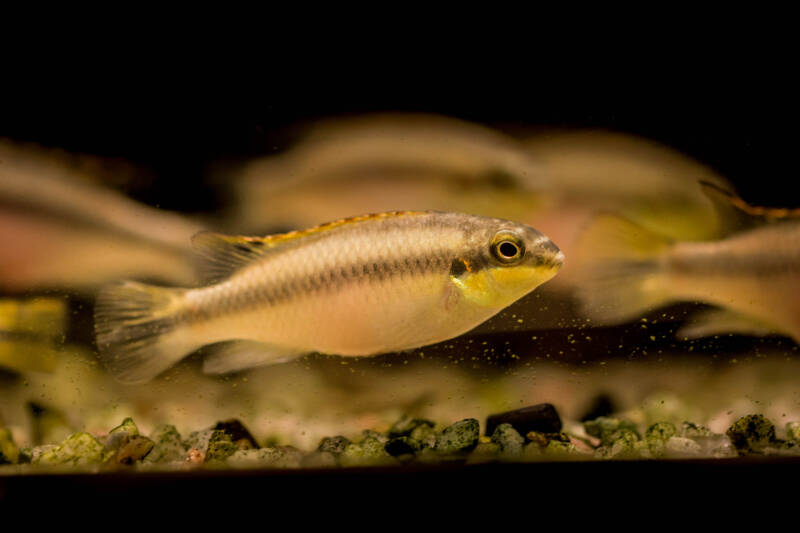 Almost white Pelvicachromis pulcher also known as kribensis cichlid swimming in aquarium close to a fine gravel bottom