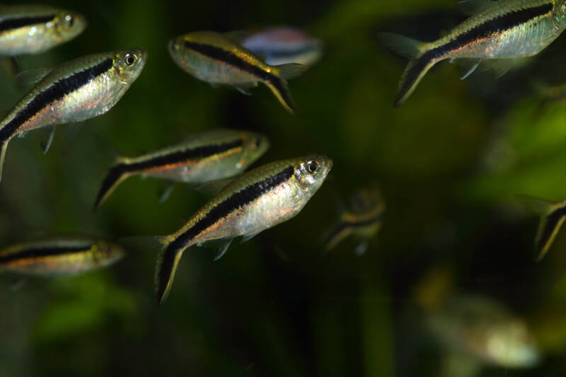 Shoal of Thayeria boehlkei also known as penguin tetra swimming in aquarium