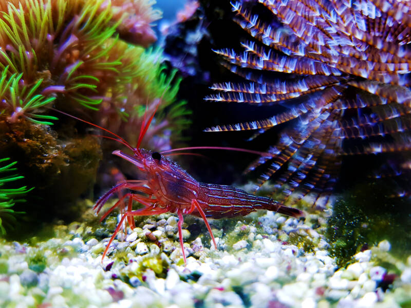 Lysmata Wundermanni also known as peppermint shrimp on a sandy bottom in a reef tank with corals and polyps