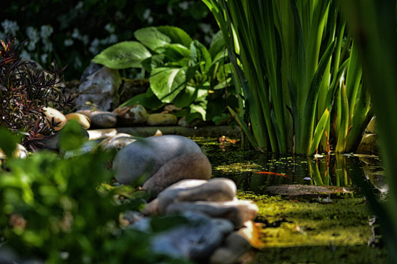 Pond setup with different plants for comet goldfish 