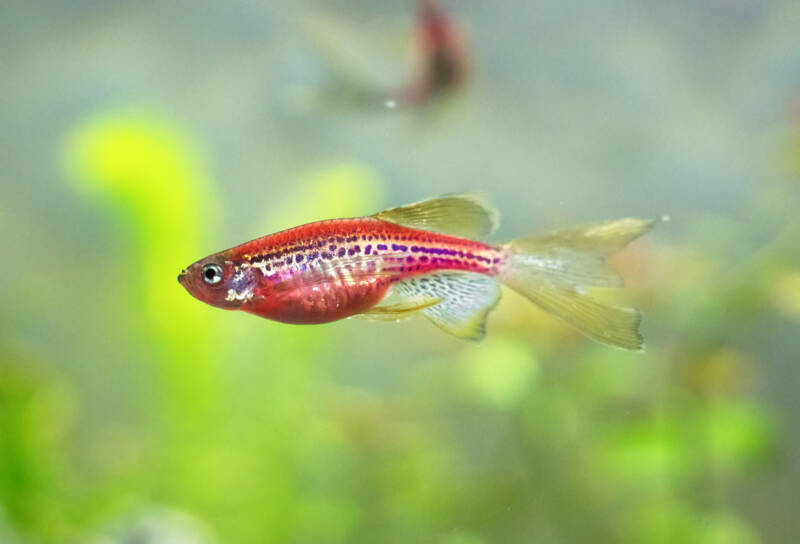 Pregnant leopard variation of Danio rerio also known as zebra or leopard danio swimming in a planted aqurium