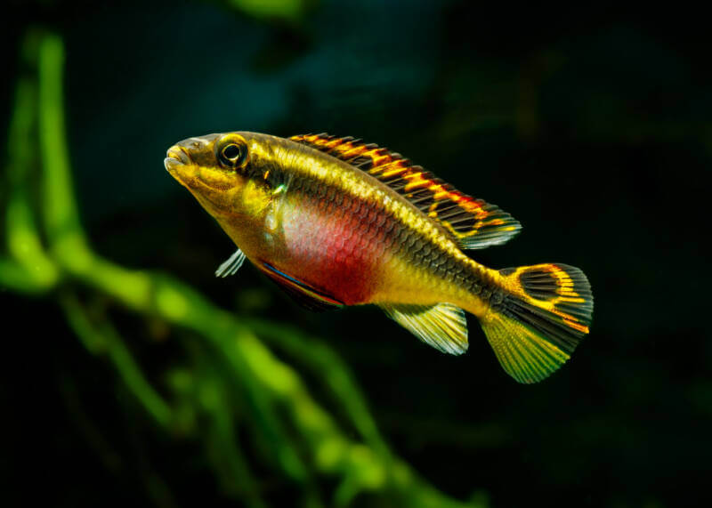 Female of Pelvicachromis pulcher also known as kribensis swimming in a planted aquarium