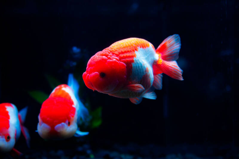 Couple ranchu goldfish swimming in aquarium with dimmed light