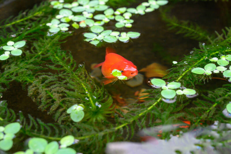 ranchu goldfish swimming in pond with some floating plants