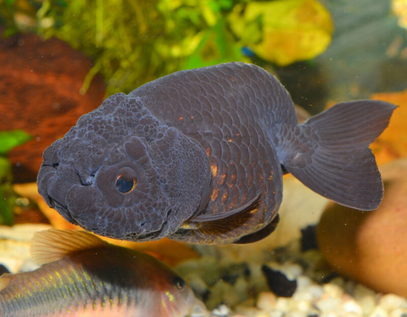 Black ranchu goldfish swimming in a planted community aquarium 