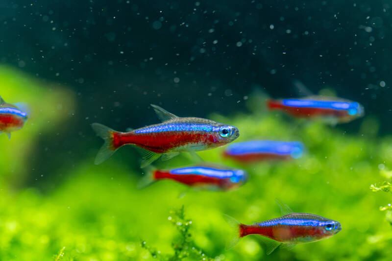 School of Paracheirodon axelrodi known commonly as cardinal tetras swimming in a planted freshwater aquarium