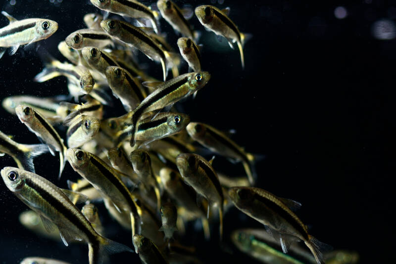 Big shoal of Thayeria boehlkei also known as penguin tetras swimming together in aquarium