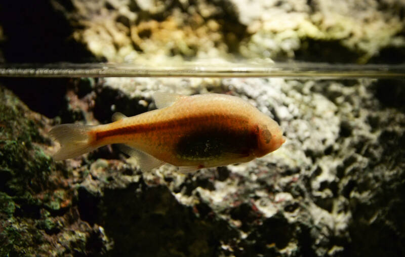 Cave blind form of Astyanax mexicanus also known as Mexican tetra swimming at the surface of aquarium decorated with rocks