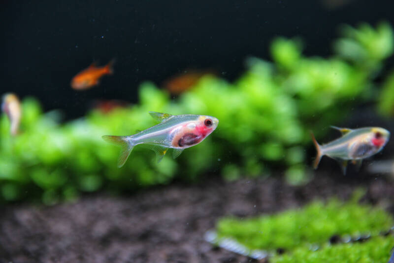 Several albino Pristella maxillaris also known as albino x-ray tetras swimming in a planted aquarium with a black substrate