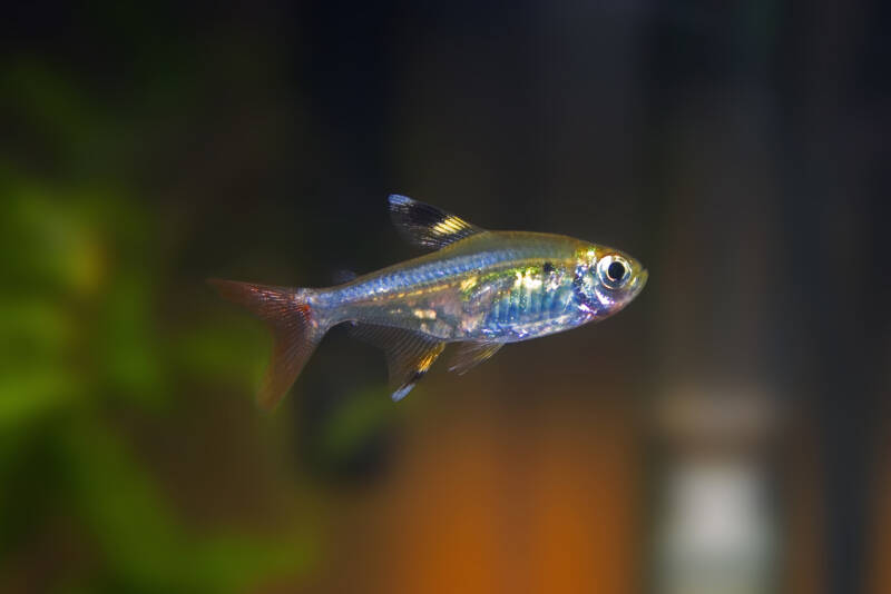 Pristella maxillaris also known as x-ray tetra or pristella tetra swimming in a freshwater aquarium