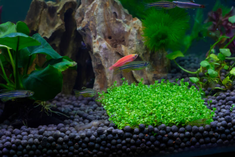 Danio rerio also known as zebra danio swimming in a decorated aquarium with rocks and live plants