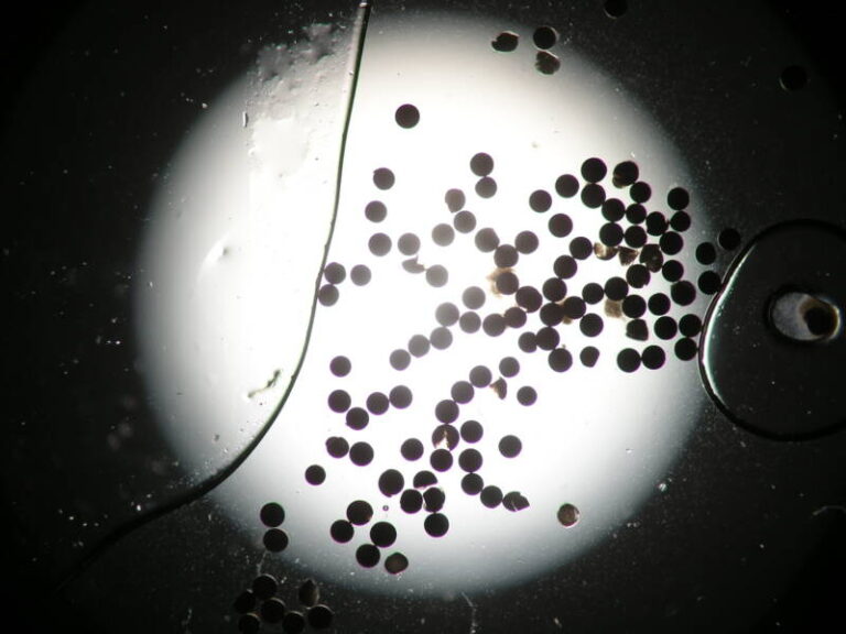 Illustration of Feeding Live Brine Shrimp Cysts To Saltwater Fish