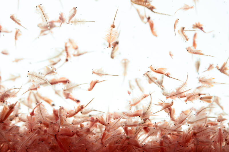 Artemia plankton isolated on a white background