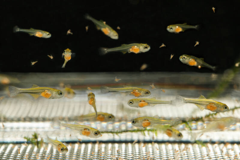 Peacock gudgeon (Tateurndina ocellicauda) fry feeding on brine shrimp Artemia in a breeding tank