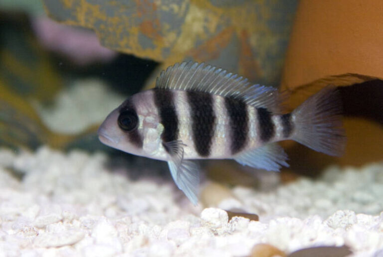 Frontosa Cichlid Care: Tank Setup, Behavior & Breeding