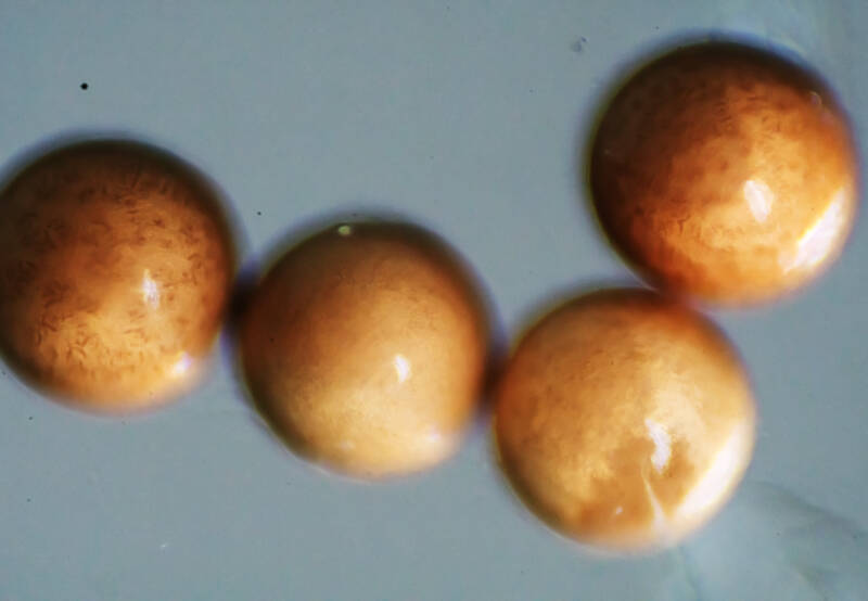 Eggs of brine shrimp under the microscope on the grey background